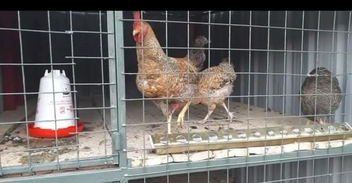 Chickens inside their clean wire enclosure at the Vipe Fun Park animal area
