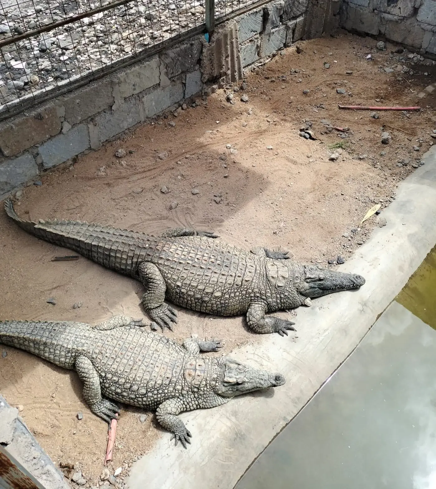 Two crocodiles resting on the sand beside the water in their walled enclosure at Vipe Fun Park