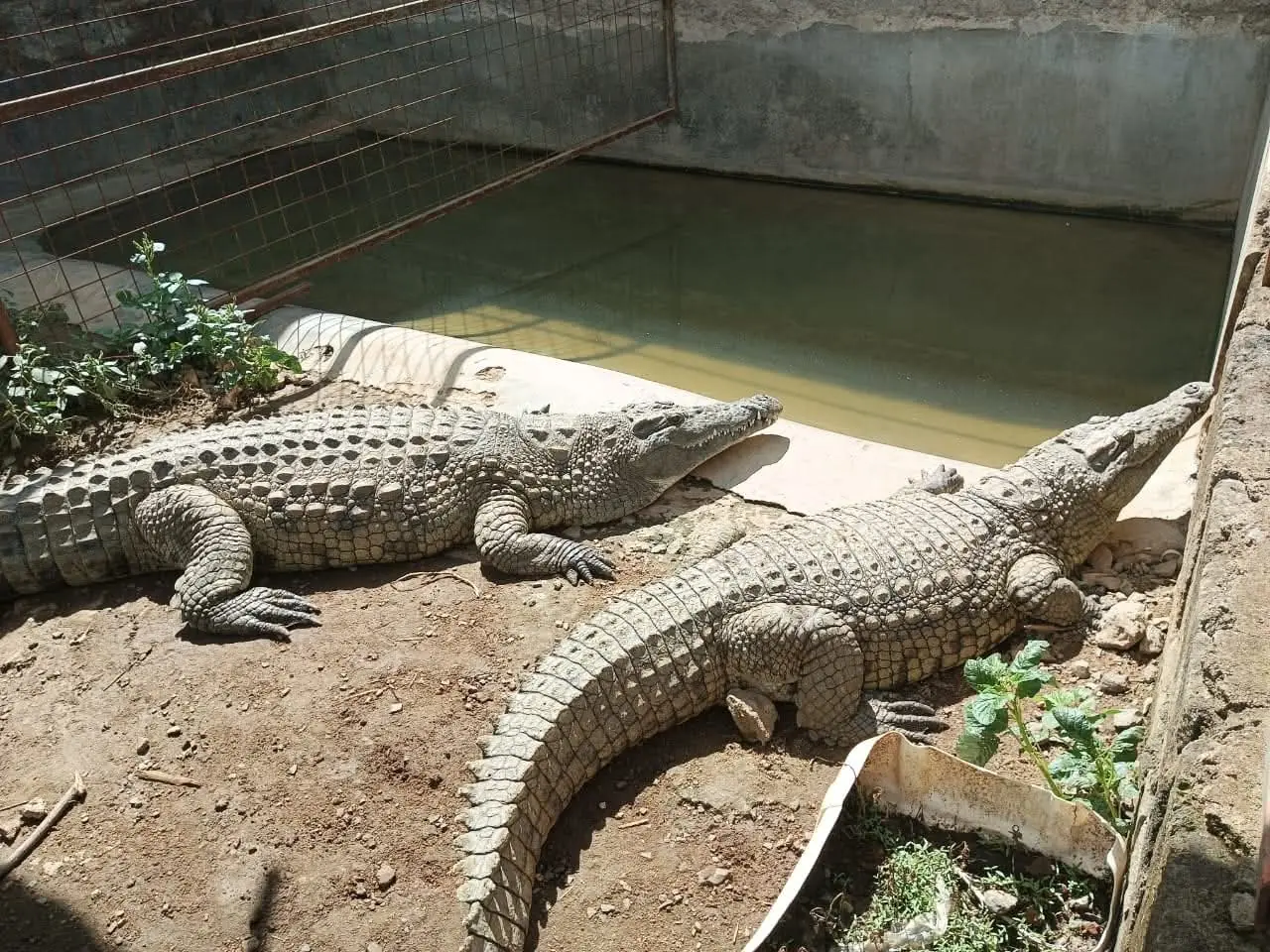 Two crocodiles basking in the sun beside their pool at Vipe Fun Park