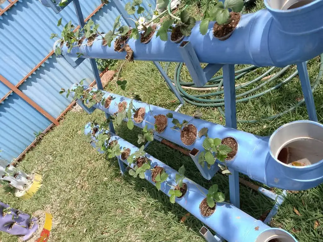 Strawberry plants growing in blue hydroponic pipes at the Vipe Fun Park garden