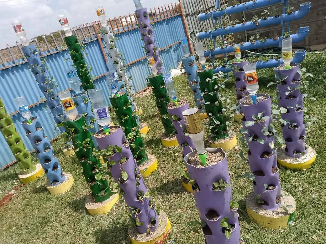 Rows of colourful hydroponic towers with drip bottles feeding young plants