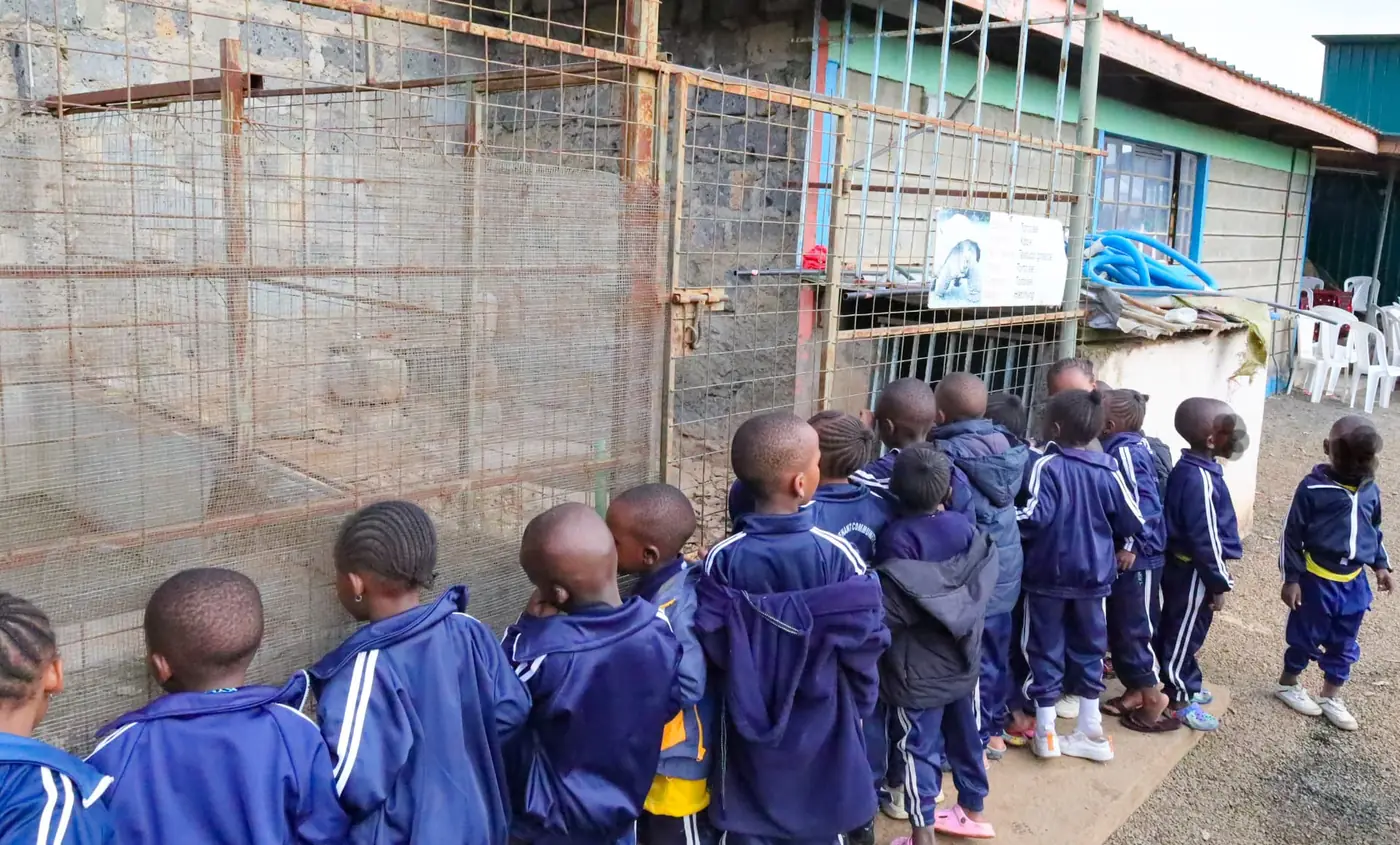 School children viewing the animals at the enclosure during a visit to Vipe Fun Park