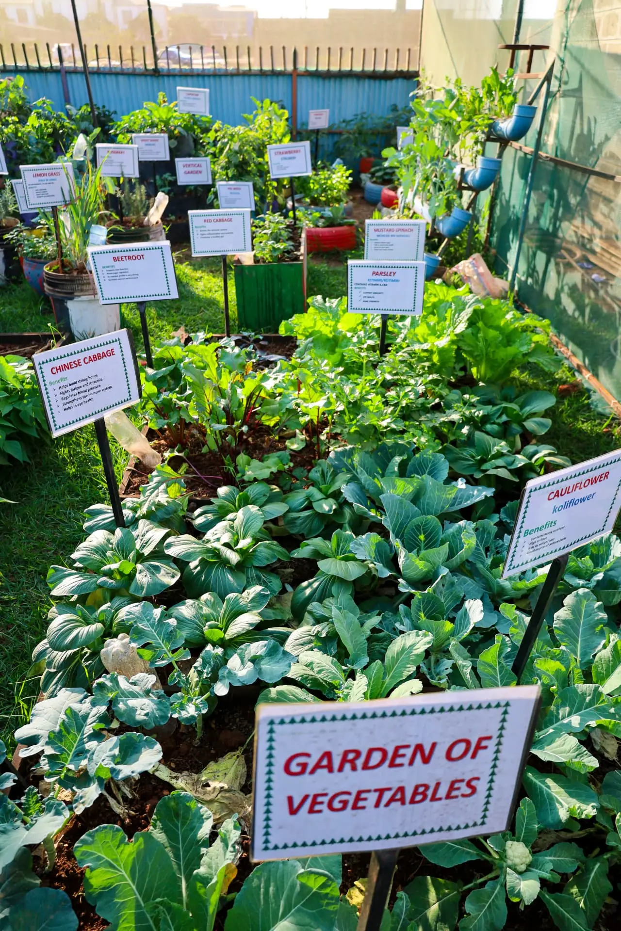 A garden of vegetables with learning labels at Vipe Fun Park