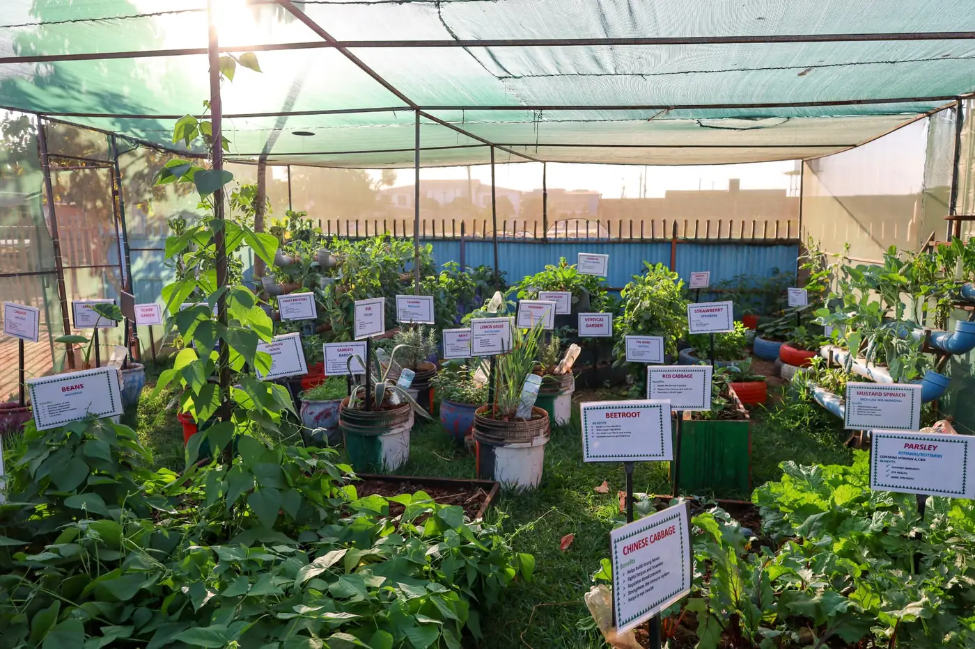 Sunlight entering the CBE Garden above rows of labelled plants