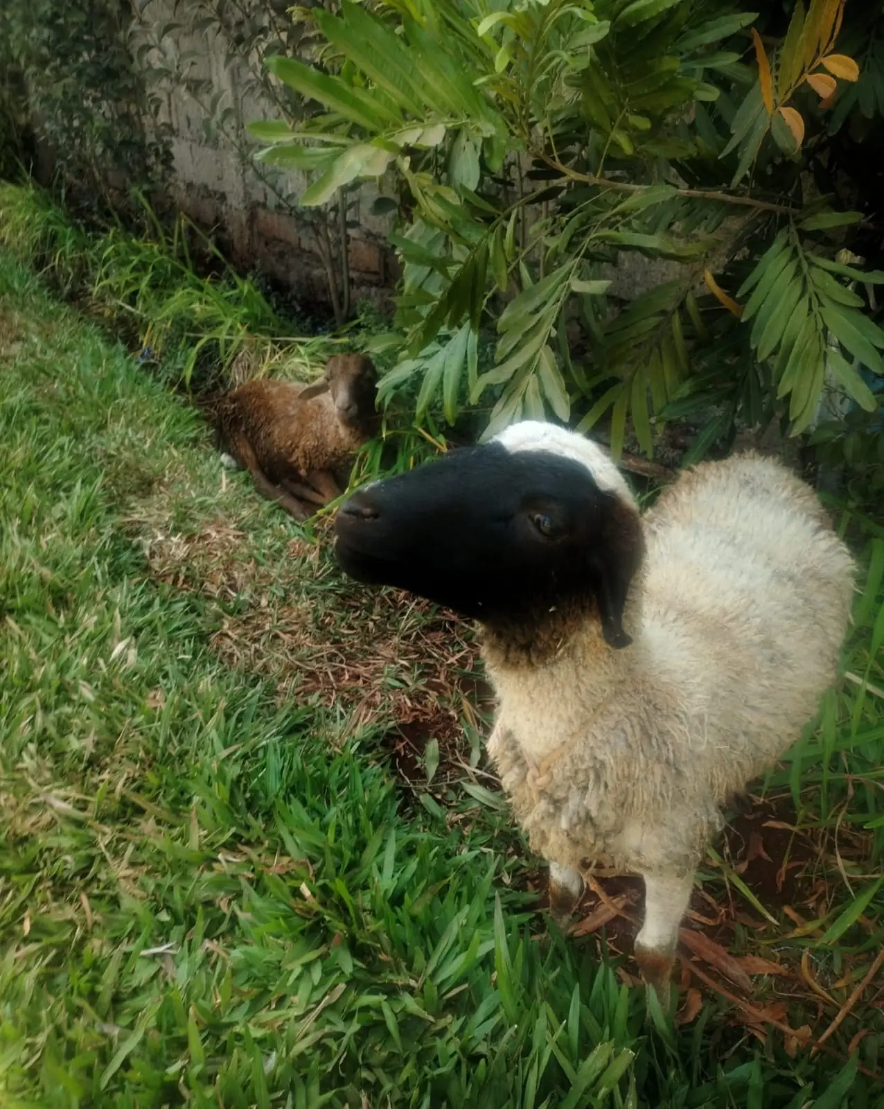 Sheep resting on the grass beneath shady trees at Vipe Fun Park