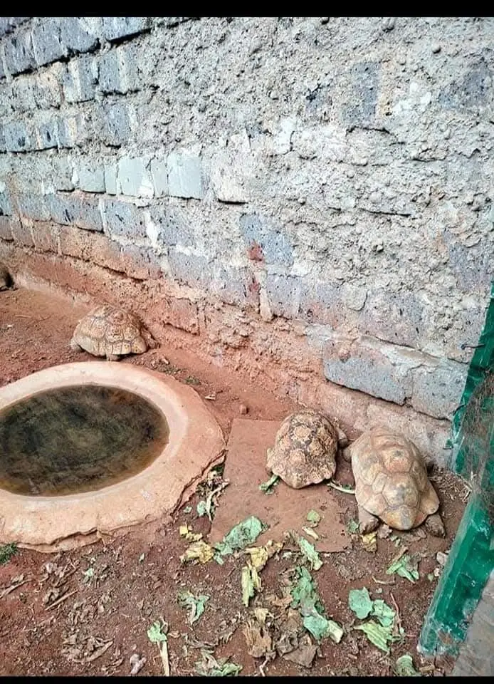Tortoises beside their water dish and fresh greens in their enclosure at Vipe Fun Park
